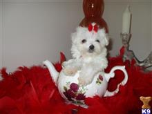 maltese puppy posted by Elegant Babies